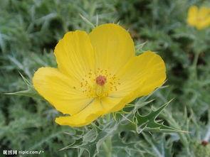 荆棘花背景音乐,荆棘花旋律下的传奇故事