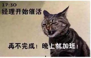 猫公司搞笑